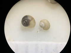 Pyrgulopsis orbiculata