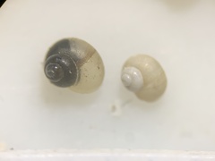 Pyrgulopsis orbiculata