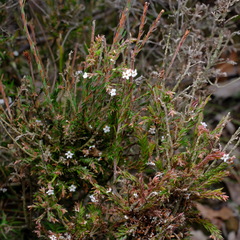 Leucopogon glacialis