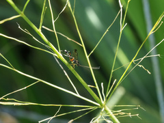 Leptobatopsis indica