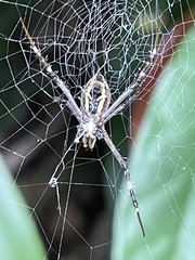 Argiope dang