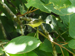 Gerygone palpebrosa