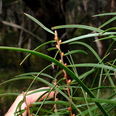 Hakea ulicina