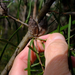 Hakea ulicina