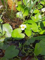 Sagittaria guayanensis