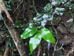 Cryptocarya natalensis