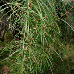Hakea ulicina