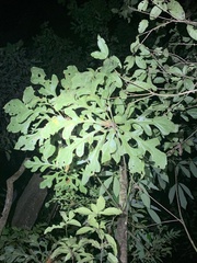 Anthurium clavigerum