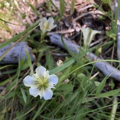 Gentiana newberryi