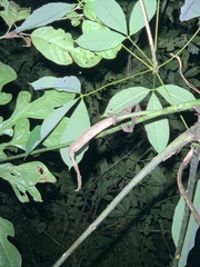 Anthurium clavigerum