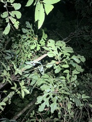 Anthurium clavigerum