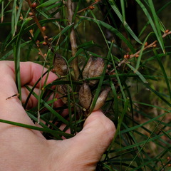 Hakea ulicina