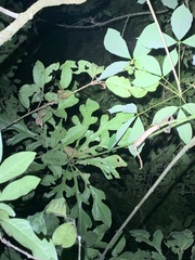 Anthurium clavigerum