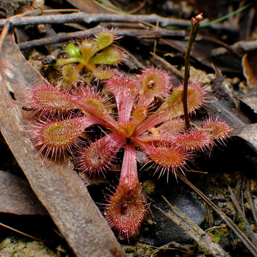 Drosera aberrans