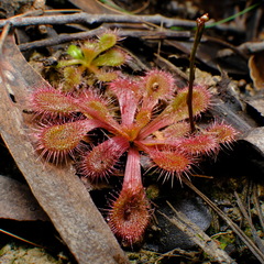 Drosera aberrans