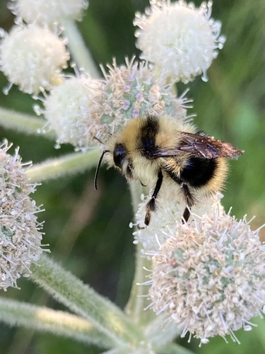 iNaturalist observation photo of Black-tailed Bumble Bee