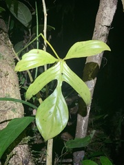 Philodendron quinquelobum