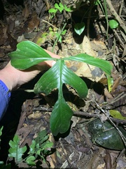 Philodendron quinquelobum