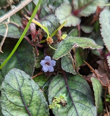 Strobilanthes reptans