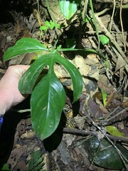 Philodendron quinquelobum