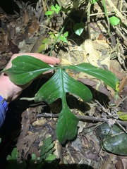 Philodendron quinquelobum