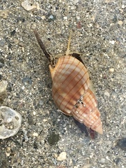Nassarius glans