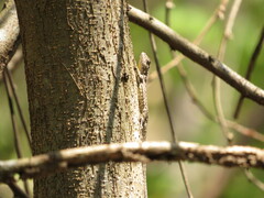 Urosaurus bicarinatus