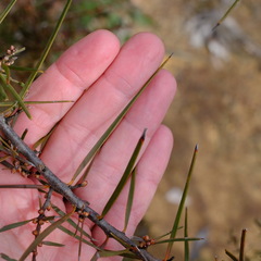 Hakea repullulans