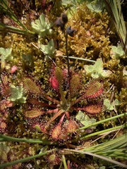 Drosera anglica