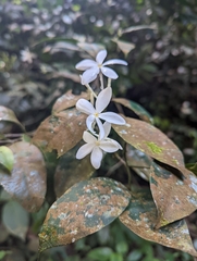 Tabernaemontana divaricata