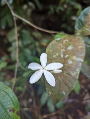 Tabernaemontana divaricata