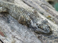 Sceloporus melanorhinus