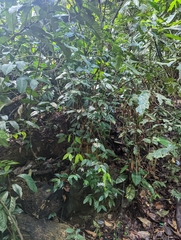 Tabernaemontana divaricata