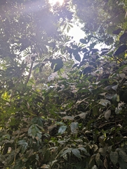 Tabernaemontana divaricata