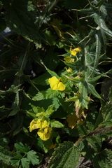 Rhynchocorys elephas