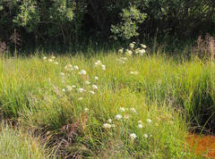 Cicuta douglasii