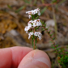 Leucopogon glacialis