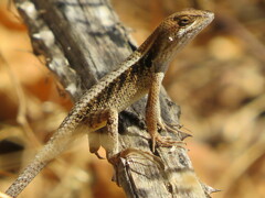Sceloporus siniferus