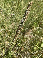 Platanthera dilatata leucostachys