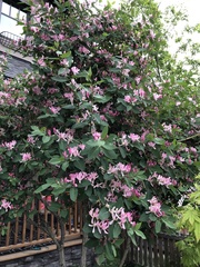 Lonicera tatarica