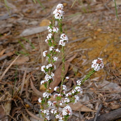 Leucopogon glacialis