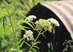 Cicuta douglasii