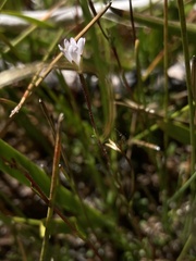 Epilobium oregonense