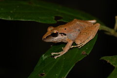 Pristimantis reichlei