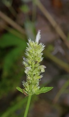 Agastache pallidiflora