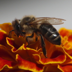 Apis mellifera
