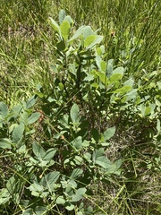 Lonicera caerulea cauriana