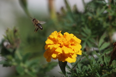 Apis mellifera