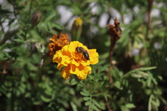 Apis mellifera