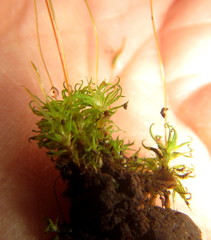 Tortella xanthocarpa